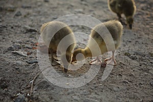 Cute ducks,Â Group of little yellow ducklings, Household